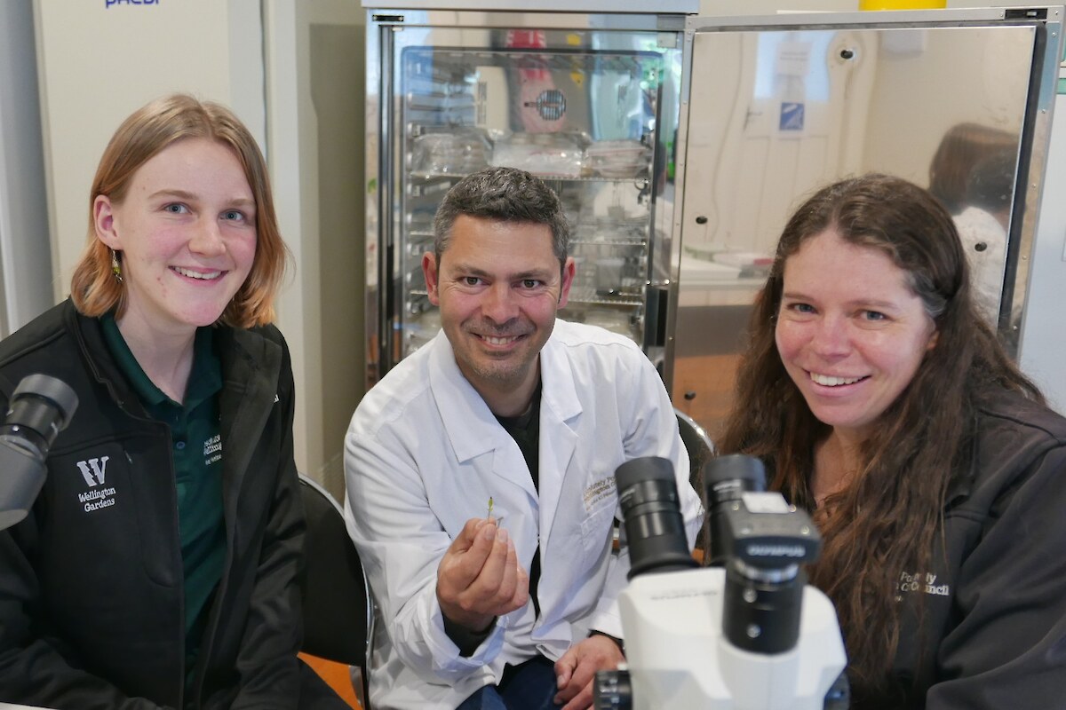 Orchid conservation scientists in the Ōtari lab, from left Jennifer Alderton-Moss, Dr Carlos Lehnebach, Dr Karin van der Walt. Photo: Kathy Ombler