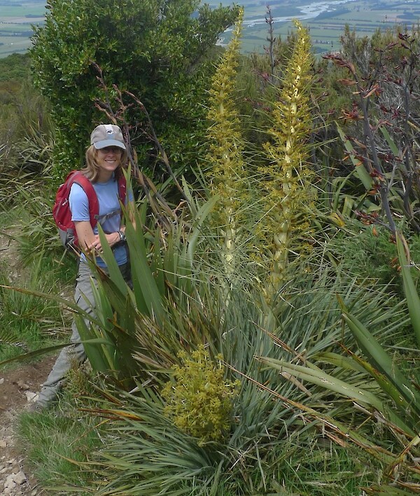 Lara Shepherd dwarfed by an Aciphylla Scott-Thomsonii