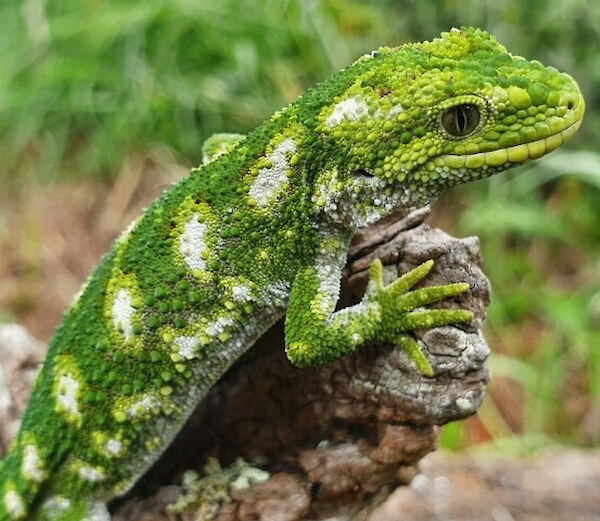 Rough gecko, Reino Grundling