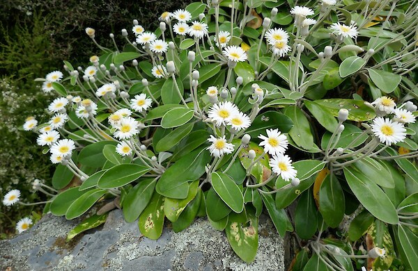 Marlborough rock daisies are flowering well this year